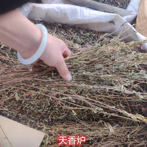 中药材野生天香炉 中药材天香炉 金锦香 小金钟 蜂窝草 朝天罐