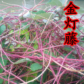 藤黄藤金丝藤无头藤无娘藤无爷藤 菟丝子中草药500gtb239032527268