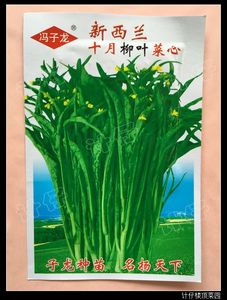 计仔种子--新西兰十月柳叶菜心种子 广西柳叶菜心种子 10克图片