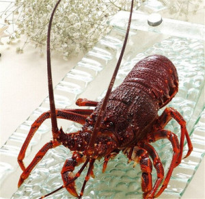 澳洲红龙虾(2-8)斤/只 冰鲜超大冰鲜鲜活澳龙红龙龙虾顺丰包邮