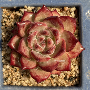 拉糖老桩单头双头群生缀化美腻红色周正一物一拍范范萌多肉肉植物