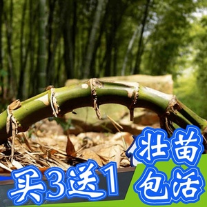 新品苗型毛竹竹毛苗根毛竹鞭毛竹x芽食用笋竹子大种楠z竹鞭楠竹根