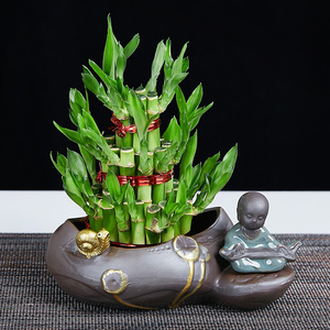 绿植小盆栽节节高富贵竹