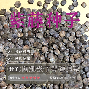 紫藤种子药用图片