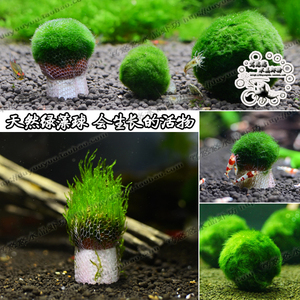 日本进口绿藻球天然活体绿藻 火焰莫斯定植球 水晶虾球绿棉藻虾缸