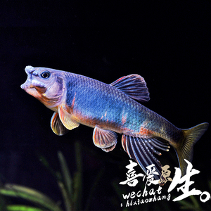 宽鳍鱲原生群游中小型激流观赏鱼不加温桃花鱼溪流鱼活体溪哥马口