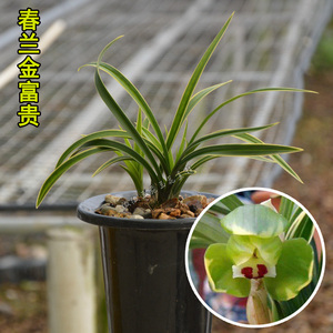 兰花名贵金边正品