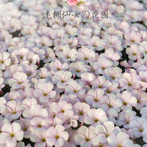 【早花合集1】迷糊仙女的花园oxalis酢浆草球根 粉白桃之辉三色酢