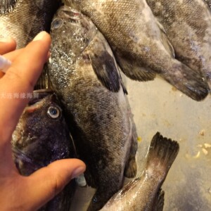 新鲜野生黑鱼2-3条/斤 黑鮶鱼  海钓黑鱼 海捕黑鱼大连海缘活海鲜