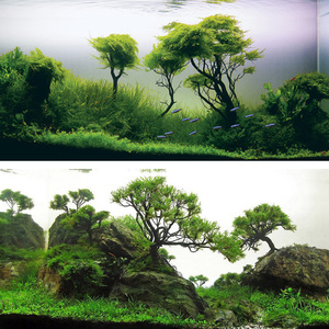 鱼缸水树活体造景