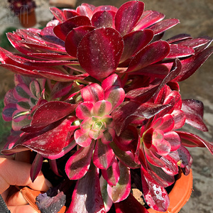 多肉植物法师美杜莎欧佳丽手捧庭院实物拍摄花卉盆栽大颗老桩好养