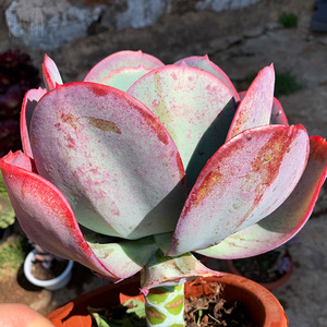 巨型多肉植物瑞蝶瑞碟老桩大长腿云南露养好度夏阳台窗台花卉盆栽