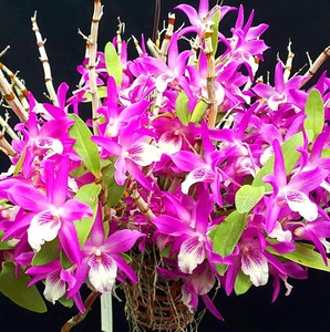 兰花-石斛兰-den.rainbow dance 红火鸟 趣味 芳香 容易开花 阳台