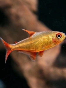 甜心柠檬灯鱼稀有中高端灯鱼草缸群游混养