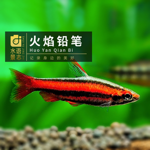 火焰铅笔鱼紫艳铅笔鱼红带铅笔鱼小型铅笔鱼热带小型观赏鱼活体