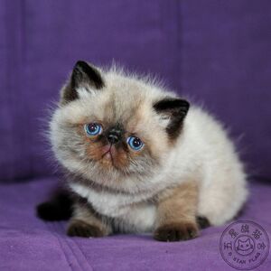 五星旗猫舍 纯种加菲猫/异国短毛猫宠物 海豹重点色弟弟