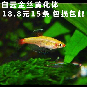 水族黄化白云金丝活体灯鱼淡水皮实好养群游观赏鱼冷水已定水包邮