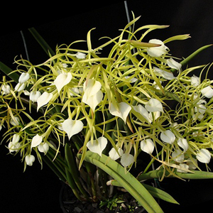 盆栽花卉兰花*洋兰*原种白拉索夜夫人brassavolanodosa夜来香