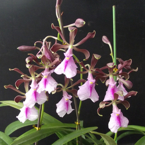 盆栽花卉兰花洋兰大球茎树兰 enc. cordigera鹅蛋 带香味