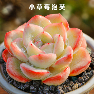 美诺花园草莓泡芙多肉植物办公室防辐射绿植肉肉植物高品质肉肉