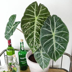 内罗毕之夜海芋 alocasia nairobi night 荷兰进口ins 室内绿植