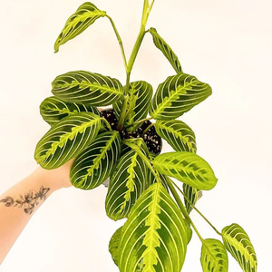 孔雀竹芋盆栽