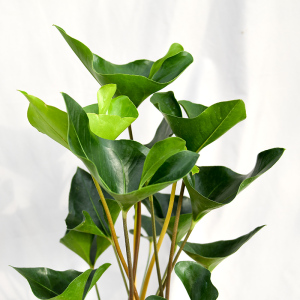 国王花烛 大盆  anthurium arrow  一盆两棵 观叶品种进口绿植