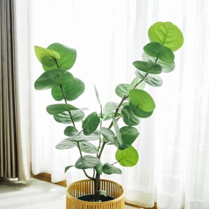 海葡萄 coccoloba uvifera 网红室内绿植盆栽