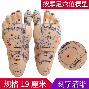 高清晰伟叶足底反射区模型脚底针灸按摩点穴经络穴位图脚模形足疗