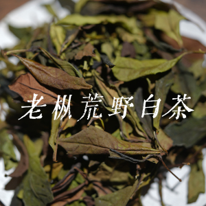 古器茶事|老枞荒野白茶福建建阳特级野茶菜茶小白茶