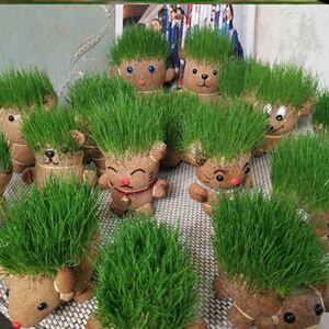 长草头发娃娃迷你情思草青草大头头上花农头顶长草diy小盆栽种子