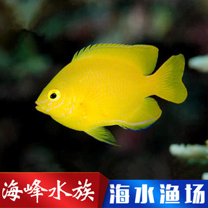 黄么 魔类 易养适合新手闯缸海水鱼活体小丑鱼观赏鱼海峰水族