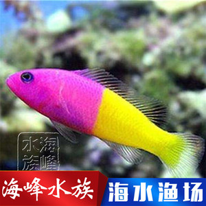 印尼双色草莓鱼 虾虎类 小型鱼适合珊瑚缸养海水鱼活体观赏鱼