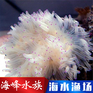 紫点海葵 海葵类 珊瑚活体 海水鱼活体小丑鱼海缸 海峰水族
