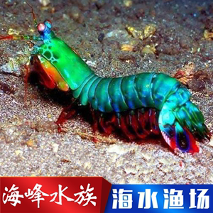 七彩螳螂虾多少钱图片