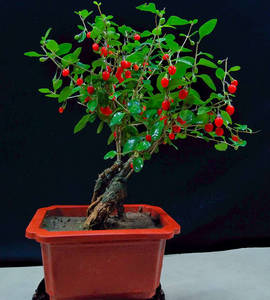 花姐园艺山野老桩红果枸杞盆景已挂果一物一拍熟桩观果古绿植盆栽