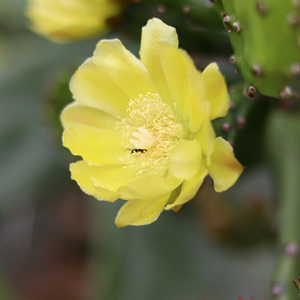 心儿花开园艺场开黄花单刺团扇仙人掌树多肉植物适合楼顶庭院阳台