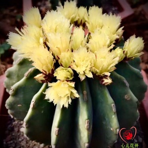 心儿花开园艺场 无刺王冠龙 无刺仙人球多肉植物