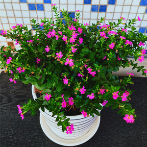 满天星木本植物盆栽吉普赛花园新娘好养四季开花庭院阳台花卉紫色