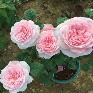 瑞典女王 奥斯汀灌木月季 枝条直立 花量大 多季开花阳台花园玫瑰