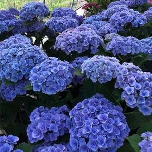 花漾河谷 妖精之吻 日本大花绣球 阳台庭院花卉(强烈推荐)