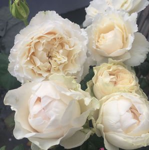 伊芙白雪公主伊芙旁系 浓香 长势慢 波浪花边 四季开花丰花玫瑰