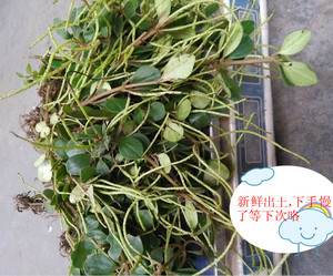 野生中草药石蝉草,火伤叶/胡椒草/豆瓣七/散血丹 新鲜品