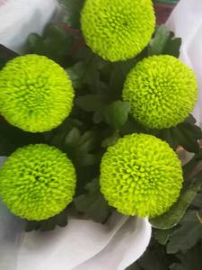 龙爪菊植物花盆栽