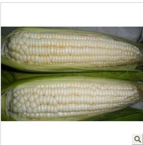 海南蔬菜水果白糯玉米嫩玉米棒新鲜糯玉米棒 粘玉米 5个起拍包邮