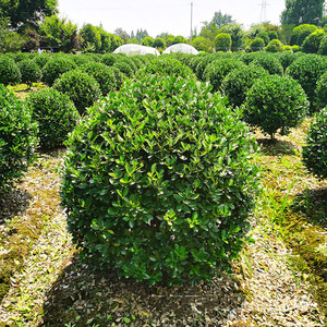 成都园林绿化苗木销售球形木本万年青大叶黄杨别墅花园阳台花园