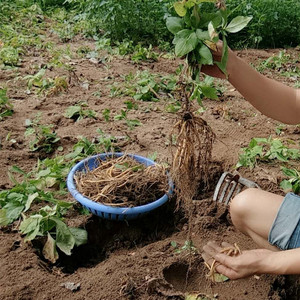 秦岭深山现挖太子参种子包邮鲜太子参种苗太子参种芽提供种植技术