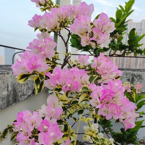 【金边绿樱】三角梅金边樱花 带花盆栽 四季勤花品种 花朵上粉色