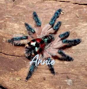 巴西彩树宠物蜘蛛捕鸟蛛高人气拥有美丽色彩的收藏级小型品种