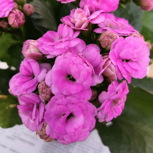 绿色植物长寿花盆栽进口一代苗成品花带花苞粉色重瓣泽塔